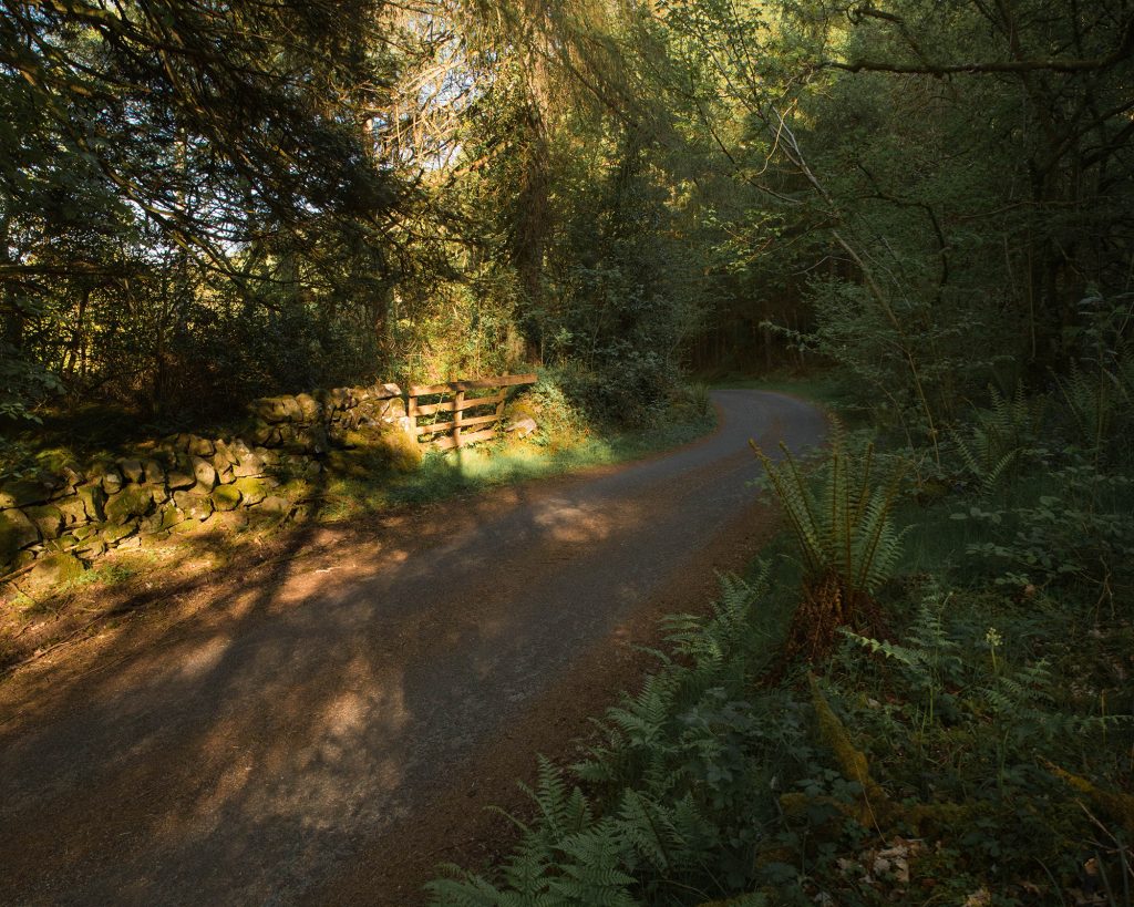 Forest Road