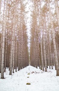 Winter Tree Farm